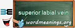 WordMeaning blackboard for superior labial vein